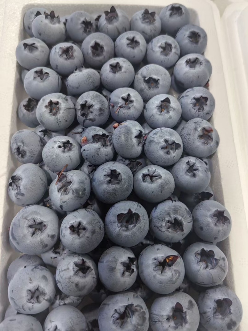 云南蓝莓澄江F6L11L25/42泡沫箱直采一件代发物流