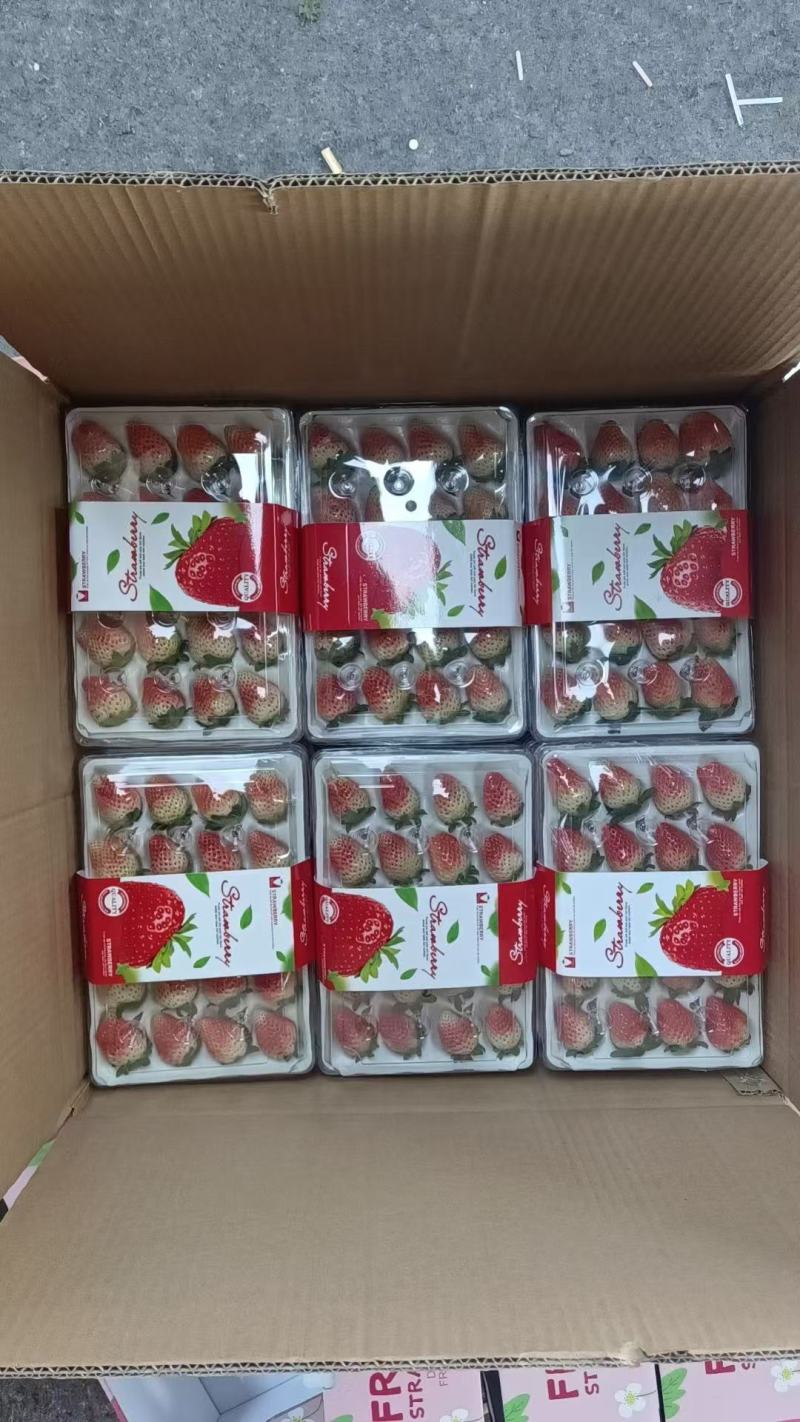接预订天仙醉草莓草莓产地直发品质保障全国发货