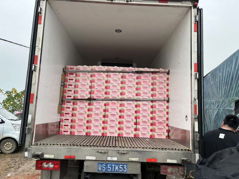 接预订天仙醉草莓草莓产地直发品质保障全国发货