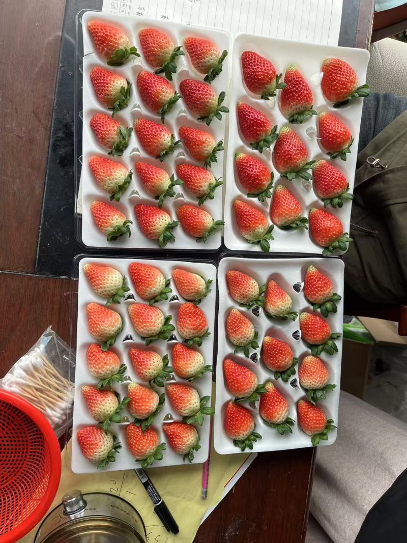 接预订天仙醉草莓草莓产地直发品质保障全国发货