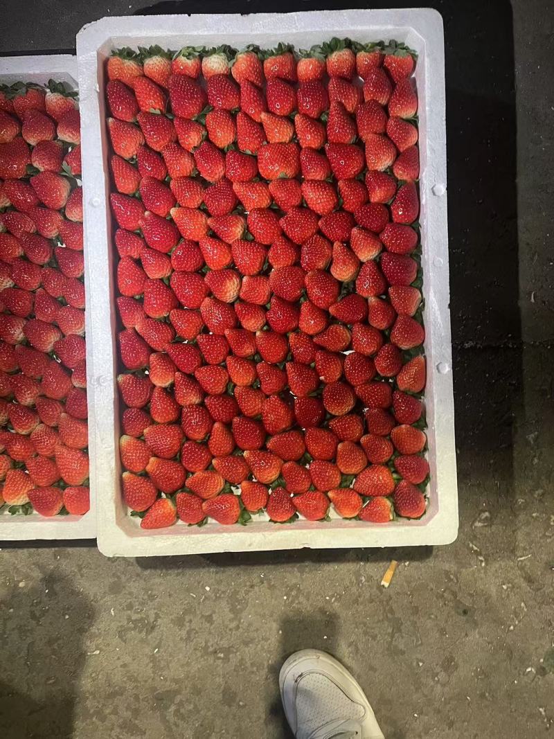 接预订天仙醉草莓草莓产地直发品质保障全国发货