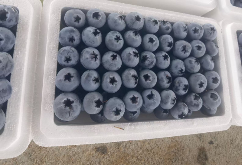 云南蓝莓澄江F6L11L25/42泡沫箱直采一件代发物流