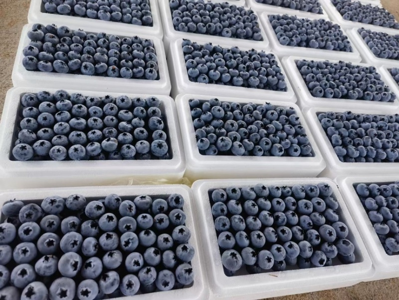 云南蓝莓澄江F6L11L25/42泡沫箱直采一件代发物流