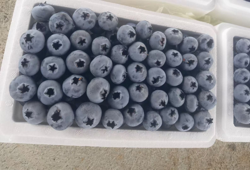 云南蓝莓澄江F6L11L25/42泡沫箱直采一件代发物流