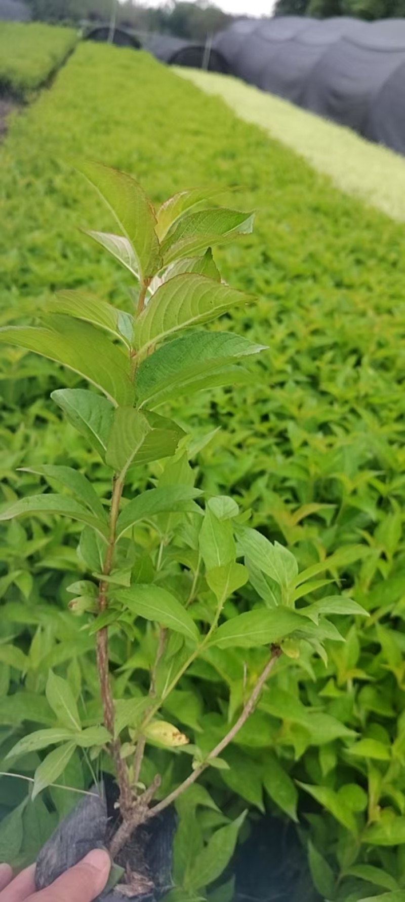 成都红王子锦带批发成都苗木基地供应各类规格红王子锦带