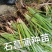 石菖蒲种苗