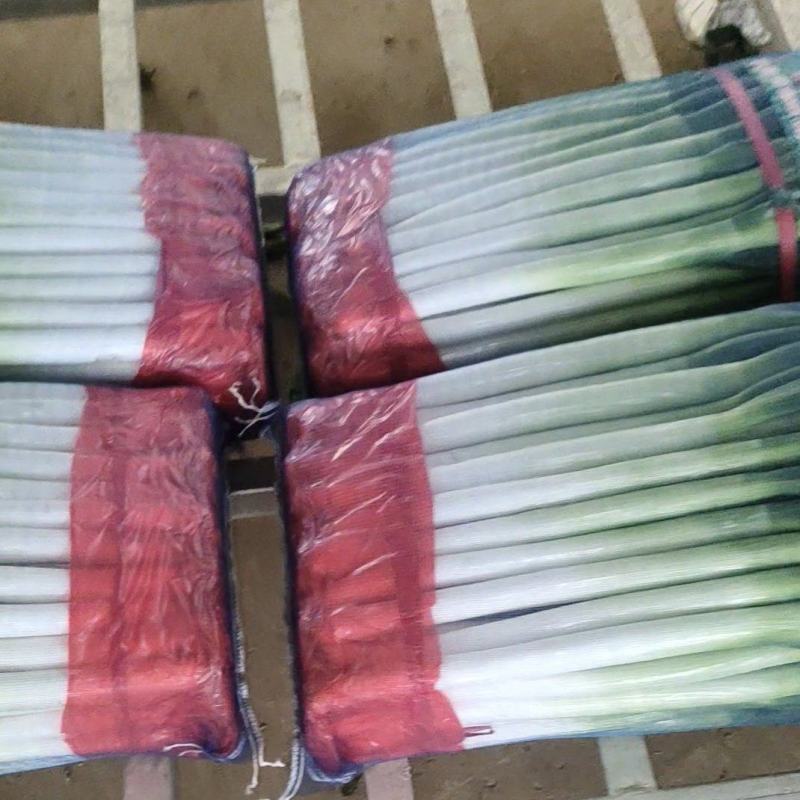 铁杆大葱一级货