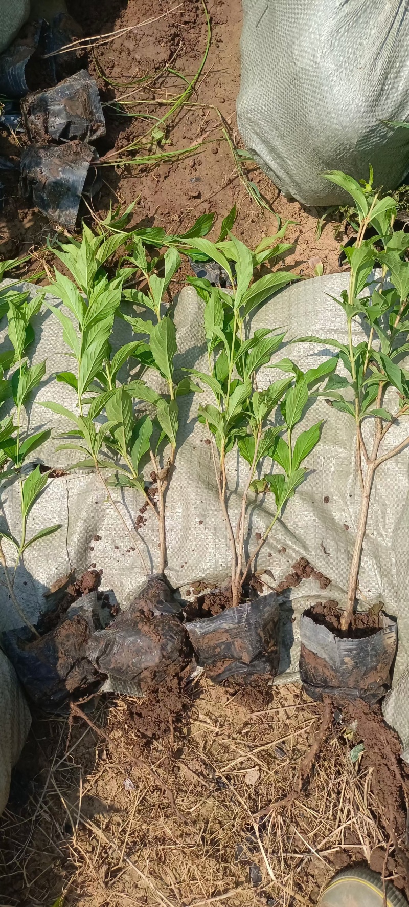 重庆红王子锦带批发重庆苗木基地供应各类规格红王子锦带
