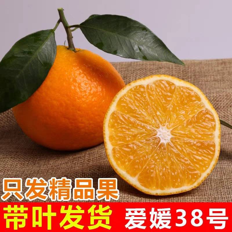 橙子，四川爱媛橙，基地直发，量大从优，精品一手货源