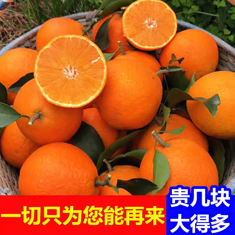 橙子，四川爱媛橙，基地直发，量大从优，精品一手货源
