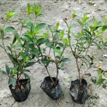 重庆巴西野牡丹批发重庆苗木基地供应各类规格巴西野牡丹