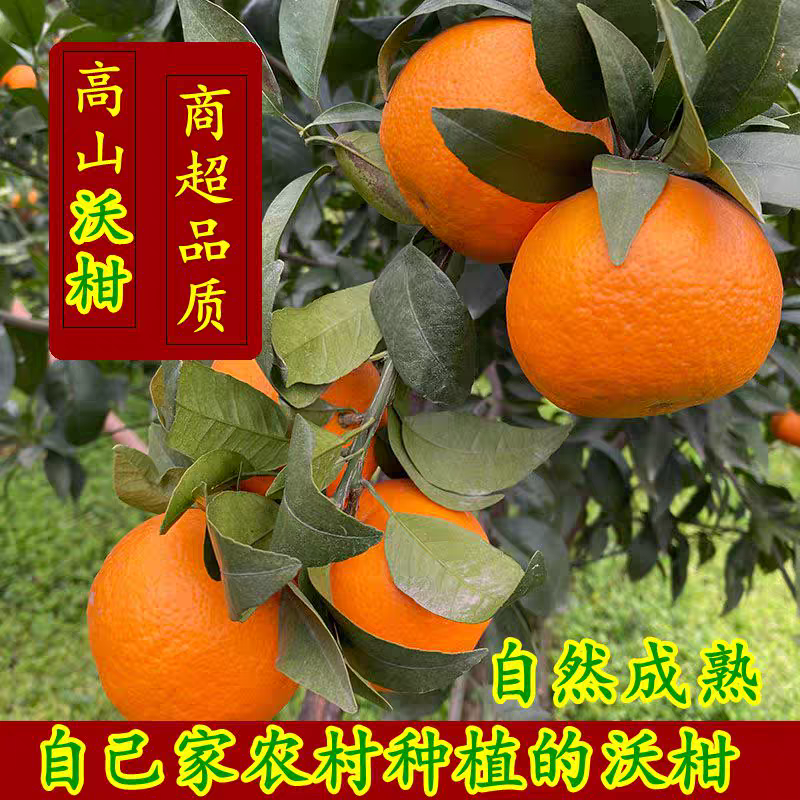 四川沃柑/内江碰柑/产地批发/质量三包/欢迎来电采购