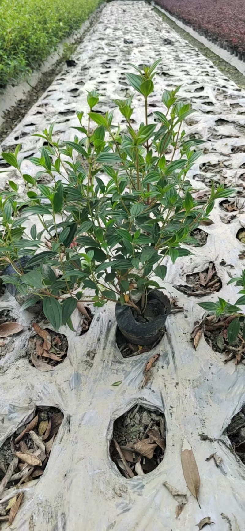 重庆巴西野牡丹批发重庆苗木基地供应各类规格巴西野牡丹
