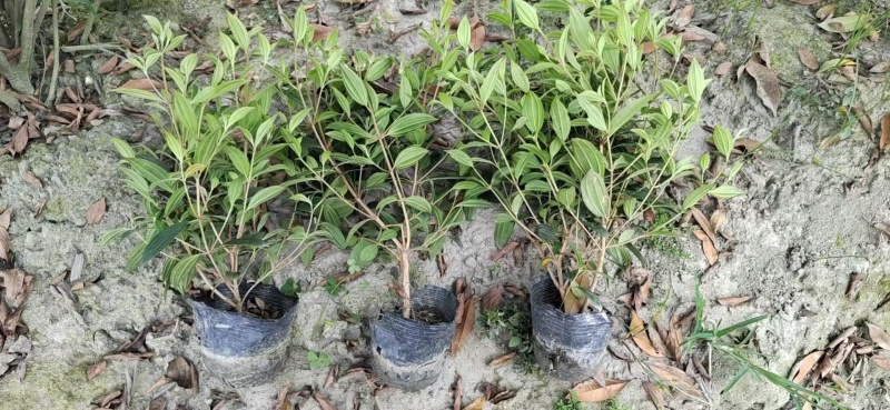 重庆巴西野牡丹批发重庆苗木基地供应各类规格巴西野牡丹