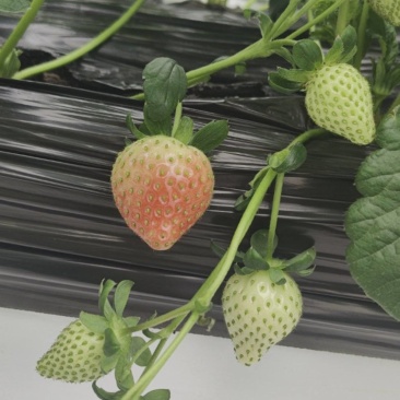 草莓马上大量上市