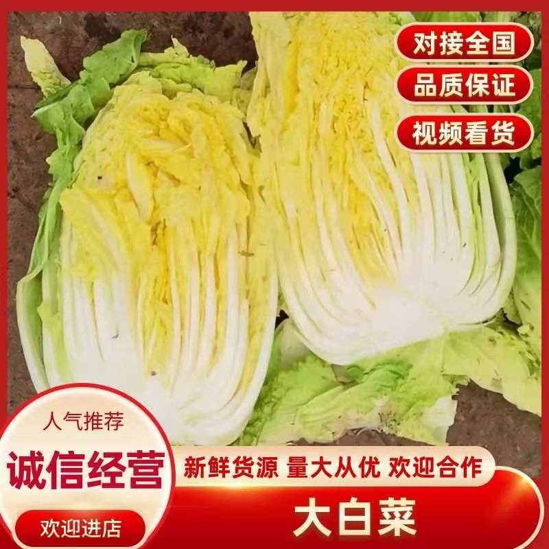 黄心大白菜鲜嫩整颗色泽鲜绿口感脆甜大量上市全国发货