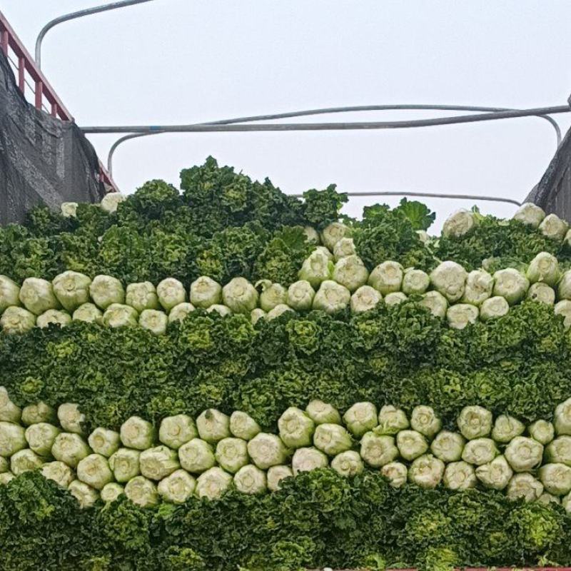 山西晋中黄心白菜毛毛钱，视频看货全国发货，对接商超市场