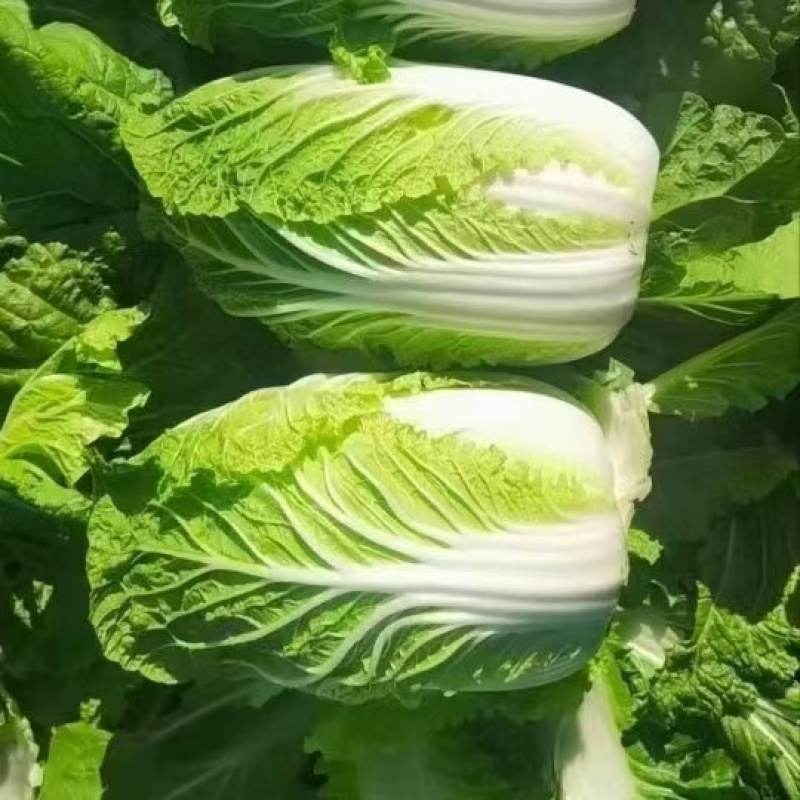 黄心大白菜鲜嫩整颗色泽鲜绿口感脆甜大量上市全国发货
