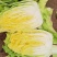 黄心大白菜鲜嫩整颗色泽鲜绿口感脆甜大量上市全国发货