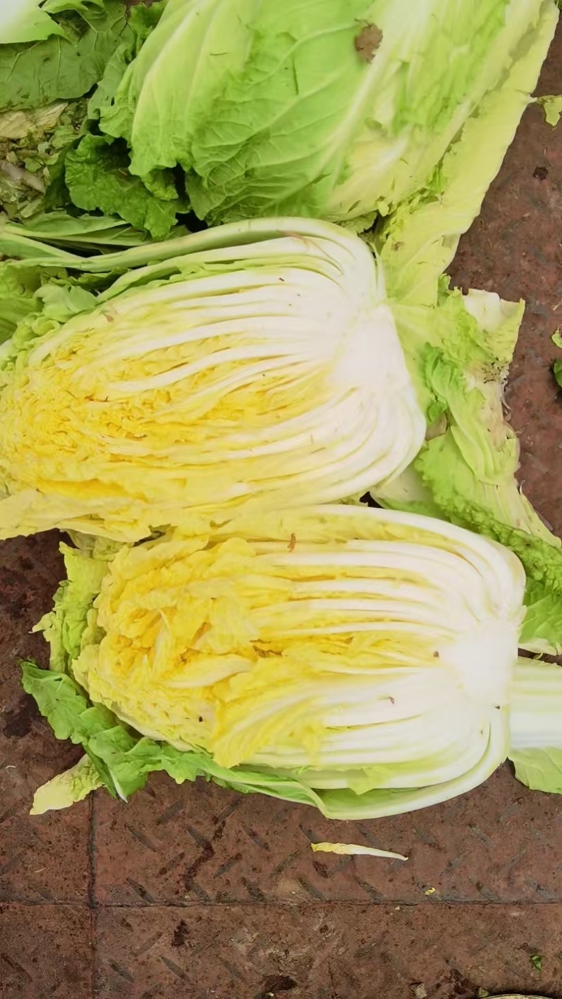 黄心大白菜鲜嫩整颗色泽鲜绿口感脆甜大量上市全国发货