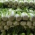 黄心大白菜鲜嫩整颗色泽鲜绿口感脆甜大量上市全国发货