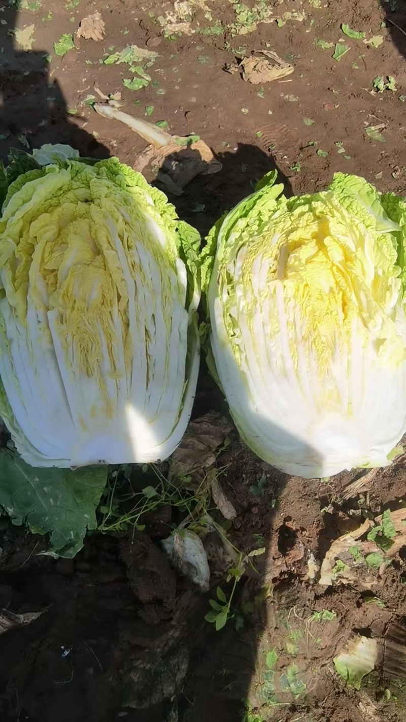 黄心大白菜鲜嫩整颗色泽鲜绿口感脆甜大量上市全国发货