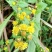 野生菊花