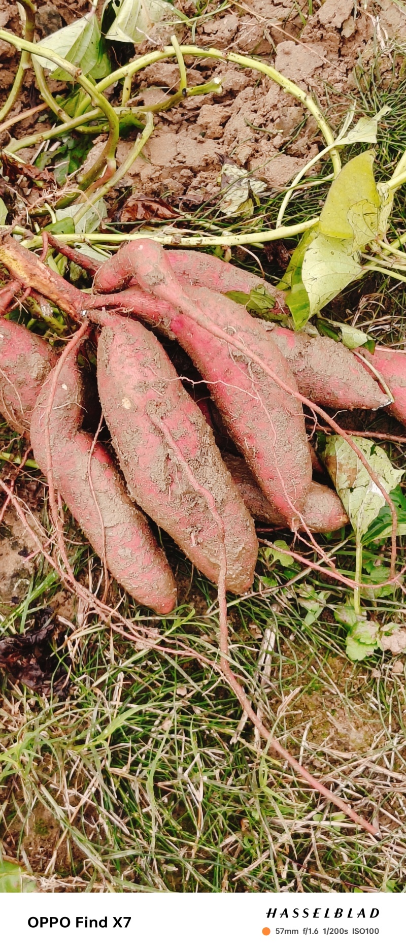 河南南阳万亩红薯