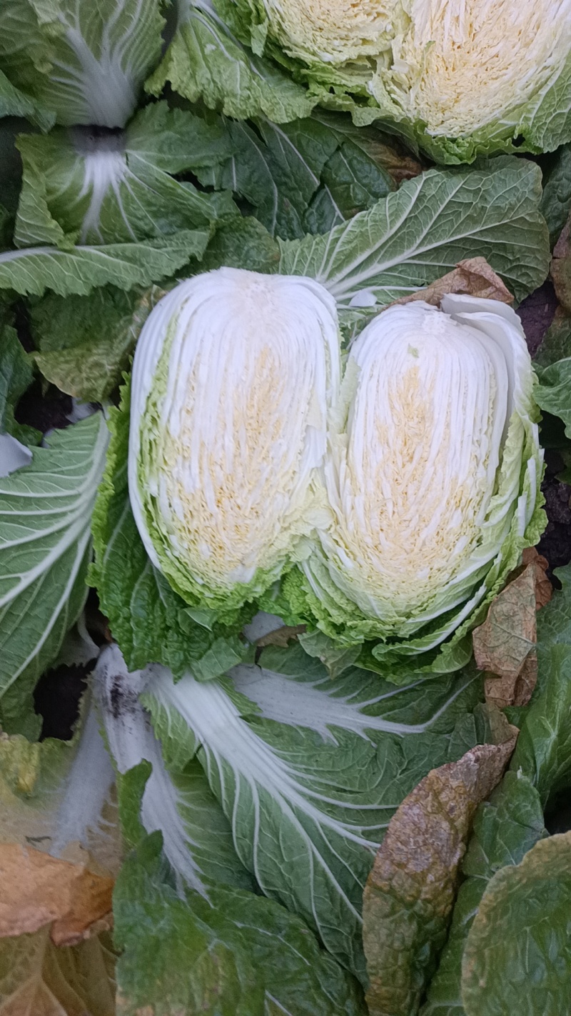 山西晋中黄心白菜毛毛钱，视频看货全国发货，对接商超市场