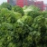 山西晋中黄心白菜毛毛钱，视频看货全国发货，对接商超市场