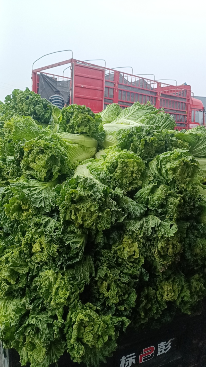 山西晋中黄心白菜毛毛钱，视频看货全国发货，对接商超市场