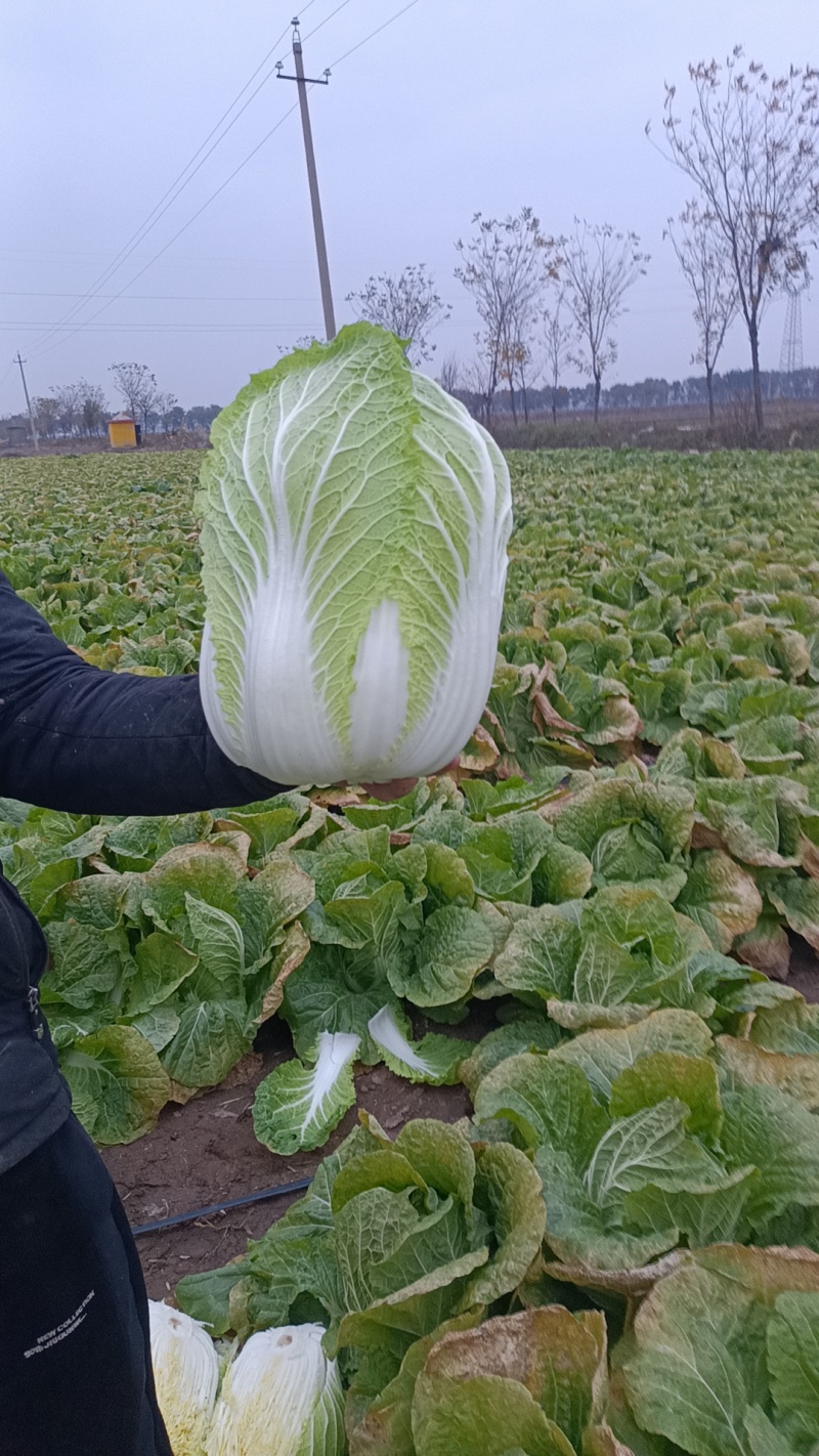 山西晋中黄心白菜毛毛钱，视频看货全国发货，对接商超市场
