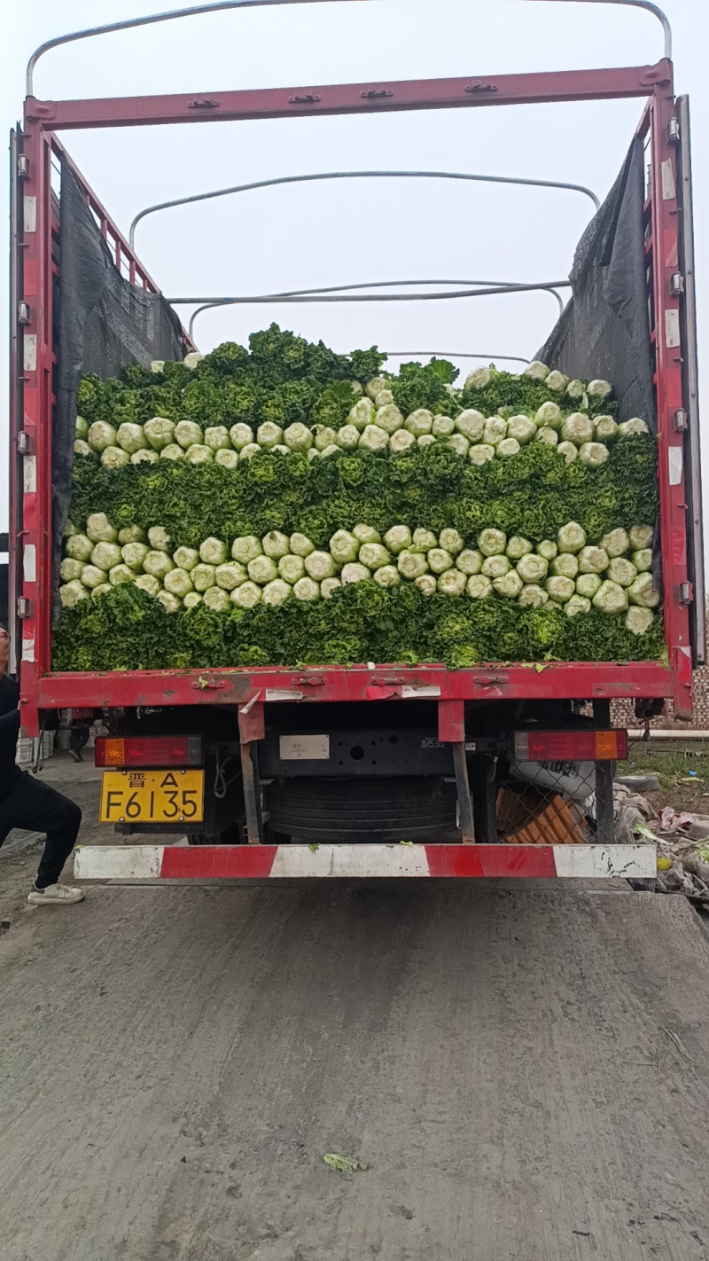 山西晋中黄心白菜毛毛钱，视频看货全国发货，对接商超市场
