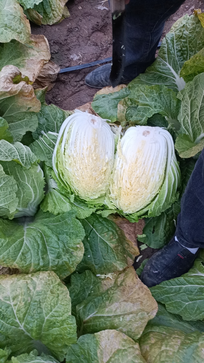 山西晋中黄心白菜毛毛钱，视频看货全国发货，对接商超市场