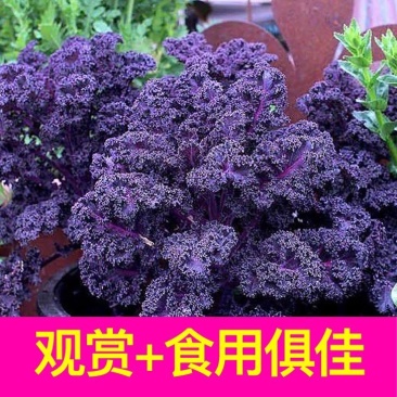 紫羽衣甘蓝苗寿光苗场基地直供带土发货量大从优
