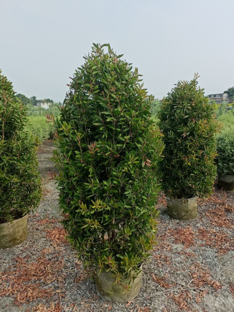 成都红千层批发成都苗木基地供应各类规格红千层基地直销