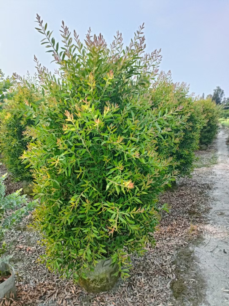 贵州红千层批发贵重苗木基地供应各类规格红千层基地直销