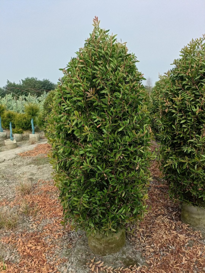 贵州红千层批发贵重苗木基地供应各类规格红千层基地直销