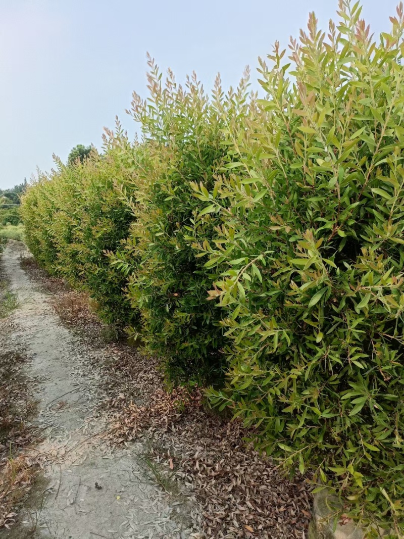 贵州红千层批发贵重苗木基地供应各类规格红千层基地直销