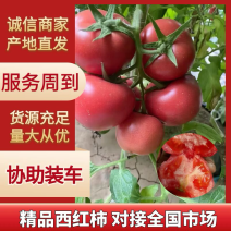 河北硬粉西红柿吉诺比利口感西红柿沙甜大口感西红柿品质保证