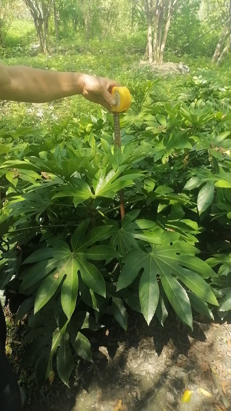 成都八角金盘批发成都苗木基地供应各类规格八角金盘