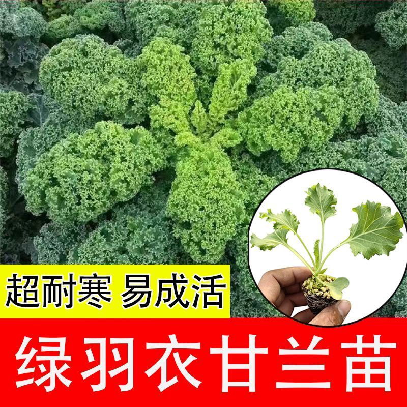 绿羽衣甘蓝苗寿光苗场基地直供带土发货量大从优