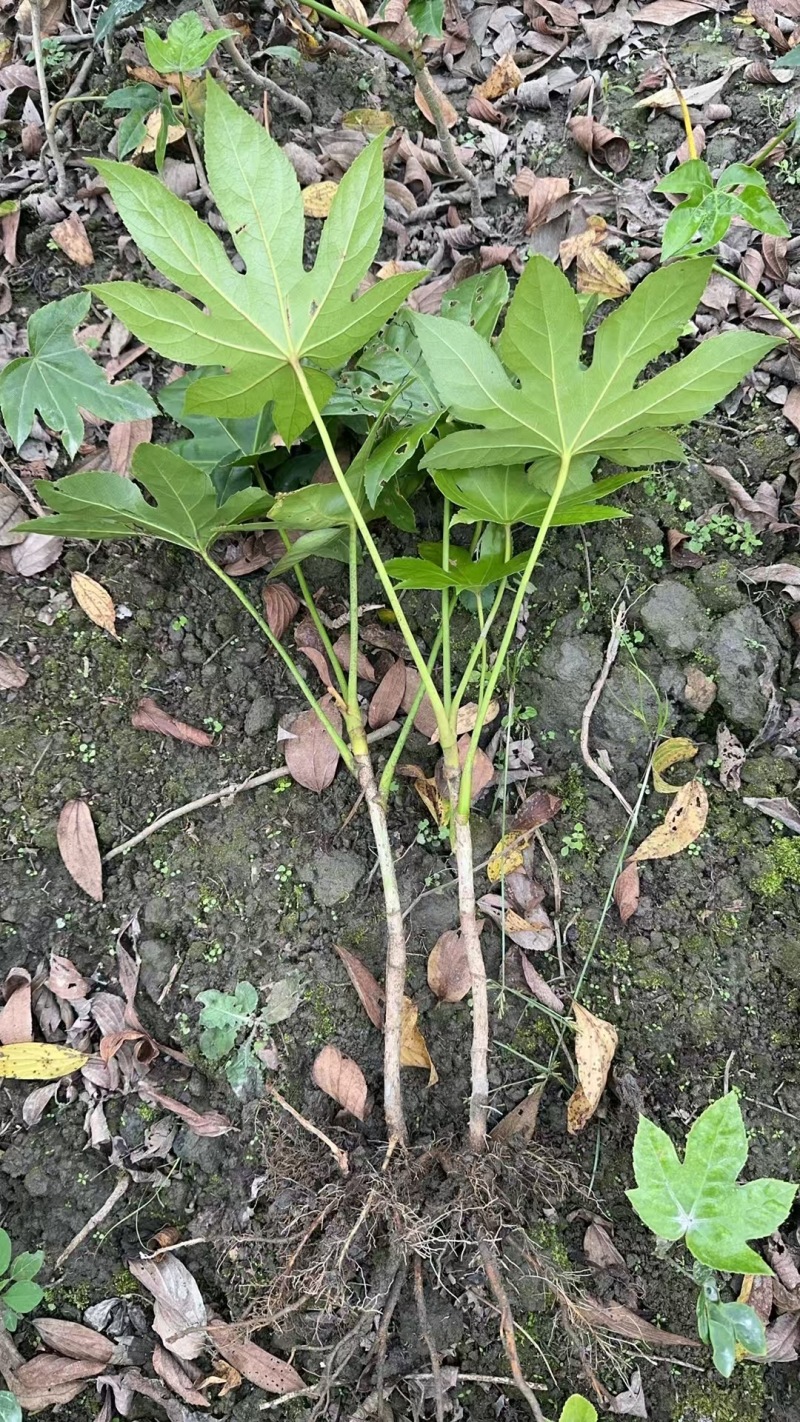 贵州八角金盘批发贵州苗木基地供应各类规格八角金盘