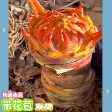 云南农家地涌金莲盆栽花卉冬季开花室内客厅栽种新鲜现挖包邮