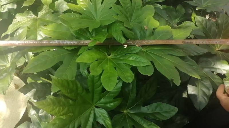 重庆八角金盘批发重庆苗木基地供应各类规格八角金盘基地