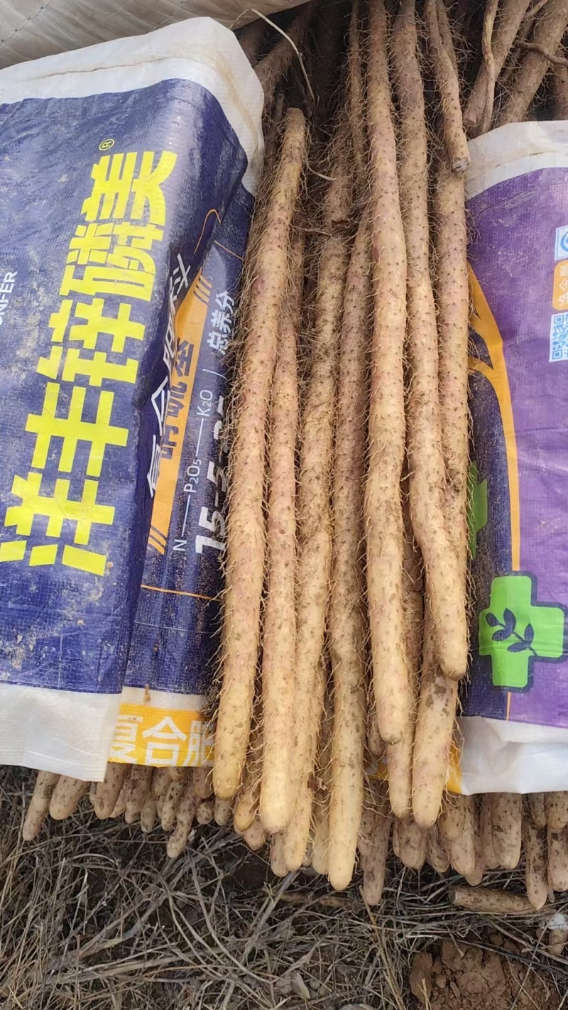 【精选】河北山药铁棍山药味道甜香产地大量供应