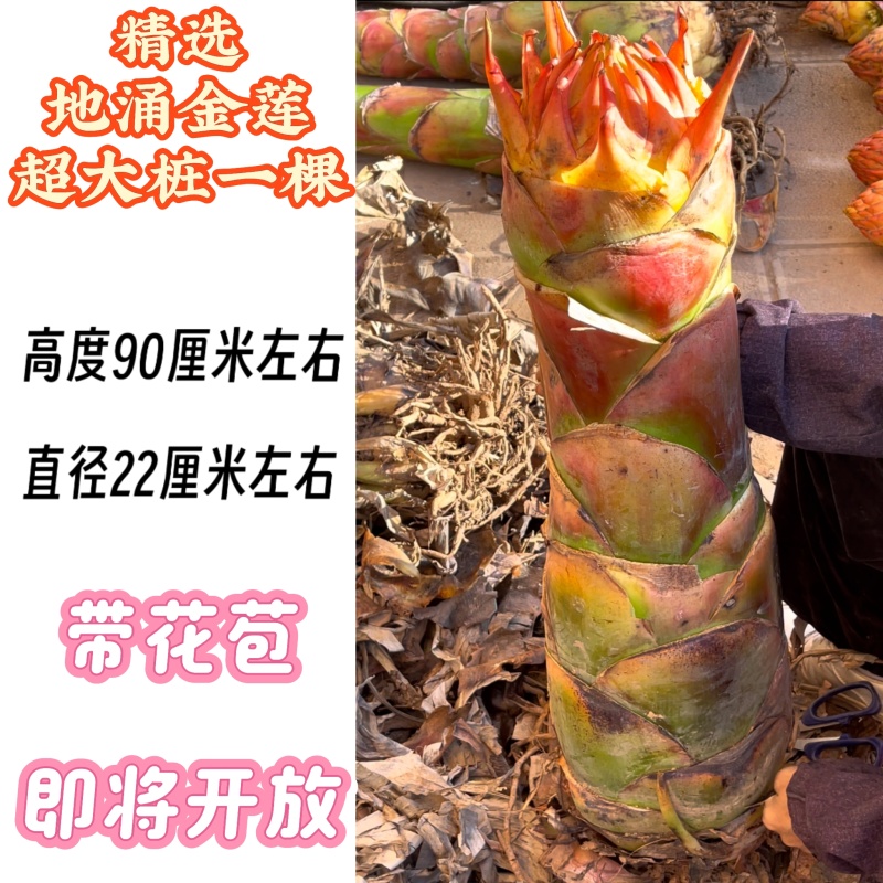 云南农家地涌金莲盆栽花卉冬季开花室内客厅栽种新鲜现挖包邮