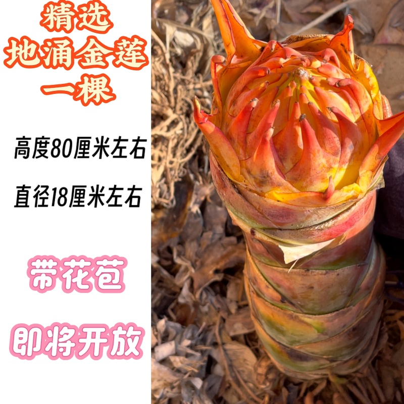云南农家地涌金莲盆栽花卉冬季开花室内客厅栽种新鲜现挖包邮