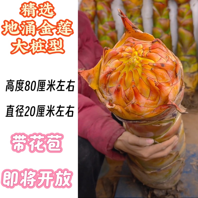 云南农家地涌金莲盆栽花卉冬季开花室内客厅栽种新鲜现挖包邮