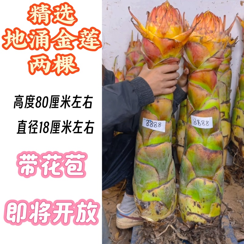 云南农家地涌金莲盆栽花卉冬季开花室内客厅栽种新鲜现挖包邮